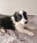 Border Collie piesek