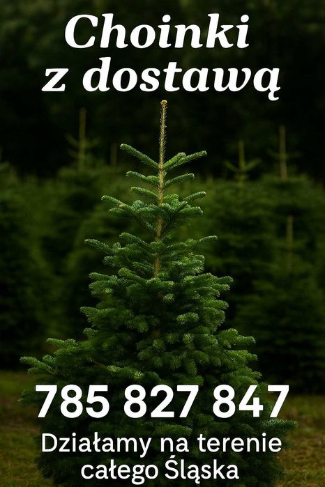 Choinki żywe z dostawą | Jodły kaukaskie prosto z plantacji | Do 2,5 m
