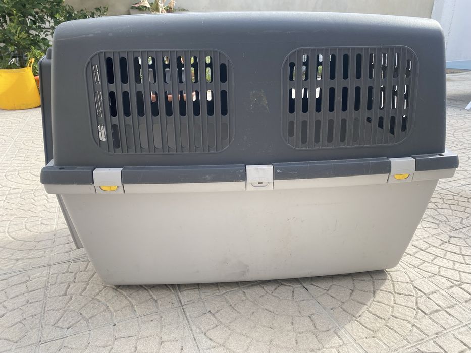 Transportadora cao Gulliver