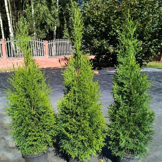Tuja Szmaragd Tuje Thuja Szmaragdowa żywotnik zachodni 130cm 140cm