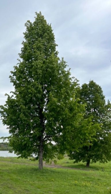 Земельна ділянка початок Козацького проспекту