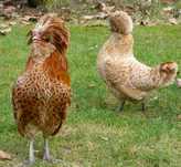 Ovos galados paduana chamois