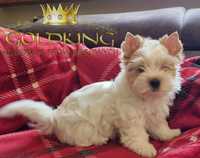 Yorkshire - York - Terrier Golddust chłopiec