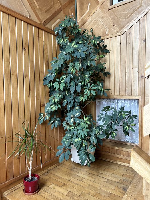 Szeflera drzewkowata