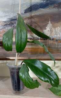 Hoya hoja MT 09 rosnąca, duża roślina.