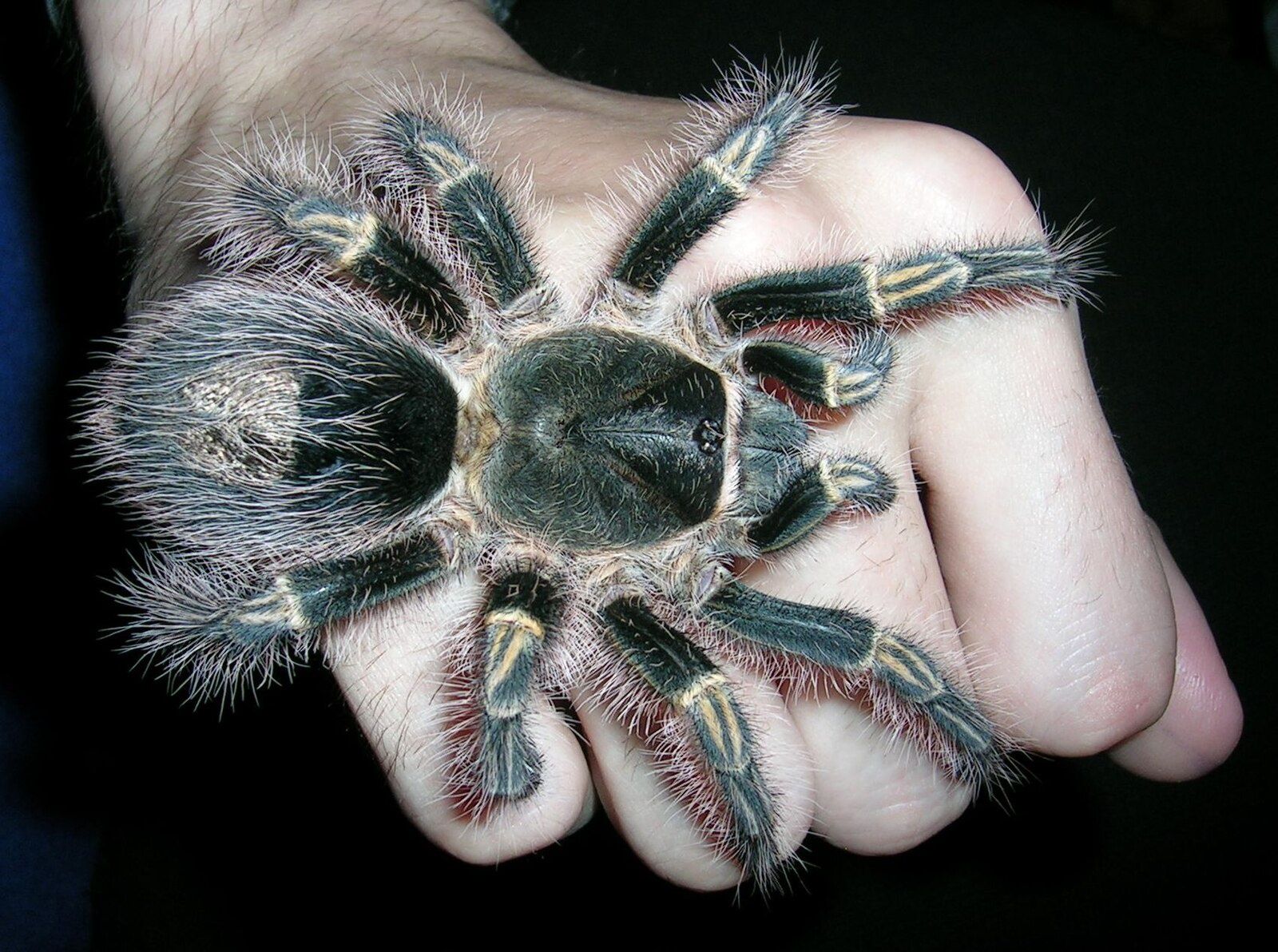 Паук Grammostola pulchripes , большая самка