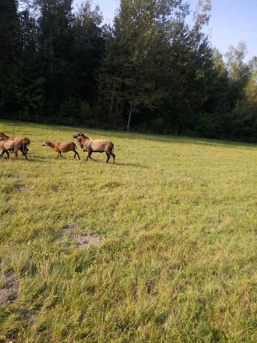 Młode Baranki i Owieczki Kameruńskie