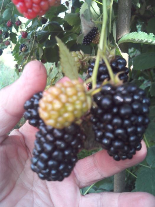 Ожина  інжир чекалкін горіх малина