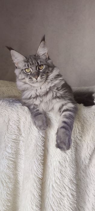 Крупна блакитна дівчинка мейн-кун