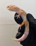 Gekon lamparci samica tremper albino