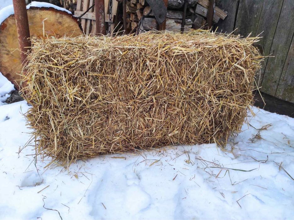 Продам пшеничну і вівсяну солому в тюках