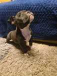 American bully pocket