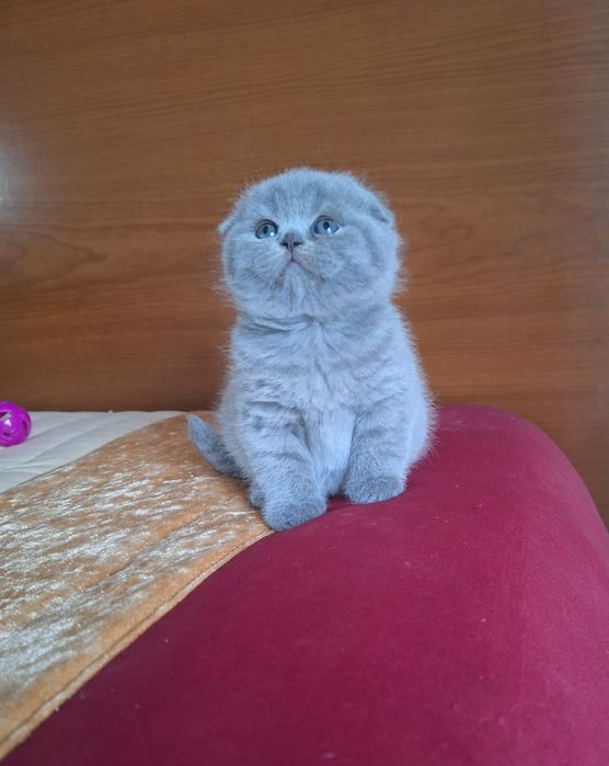 Fêmea scottish fold azul