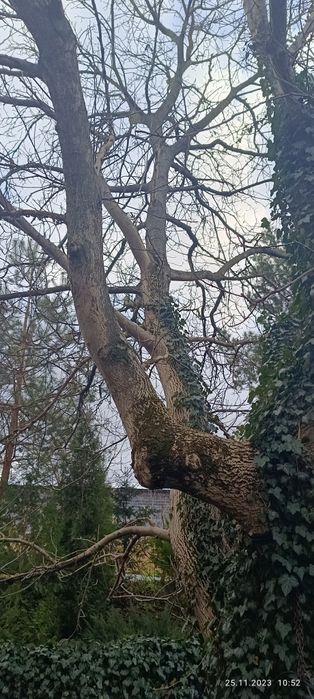 Drzewo Orzech Wloski