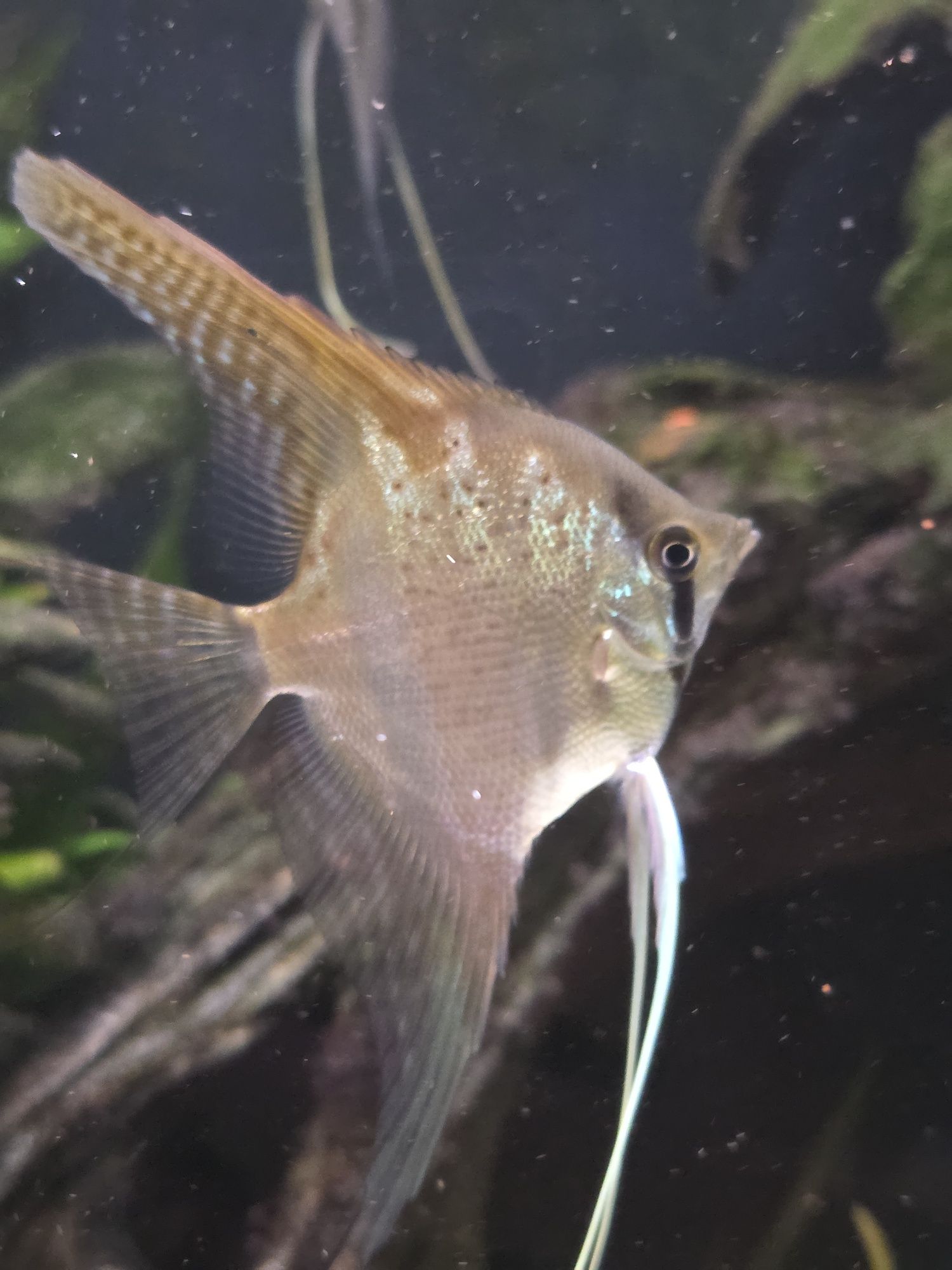 Skalary Nanacapuru (Rio Nanay × Manacapuru)