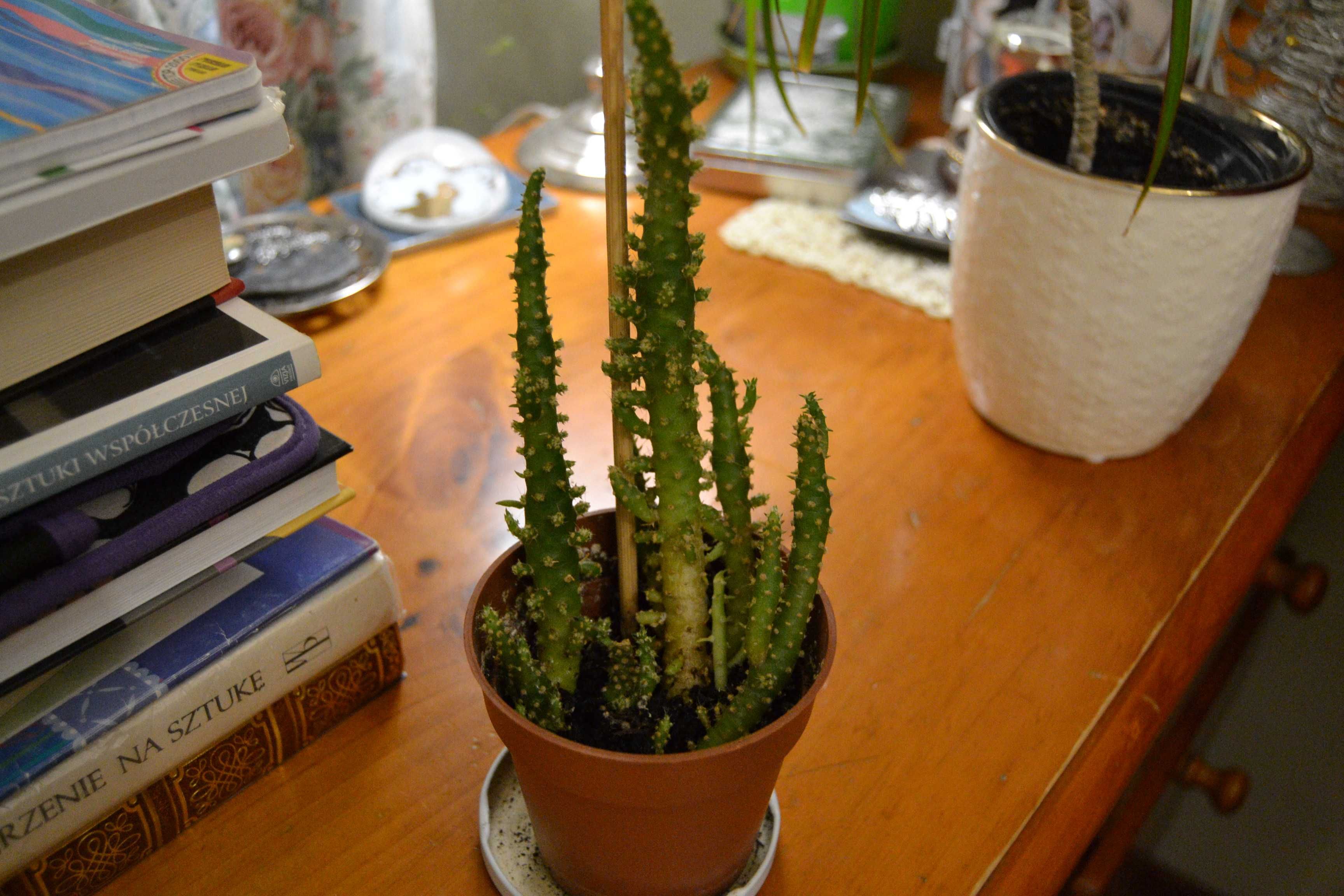 Kaktus Austrocylindropuntia subulata opuncja cylindryczna roślina