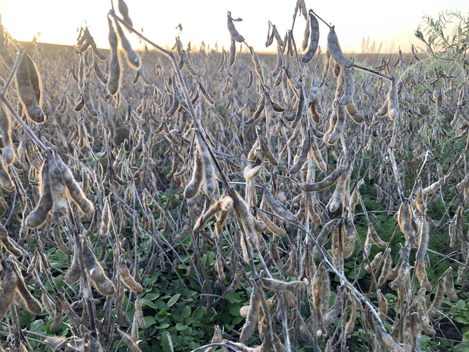 Продаю сою ГМО 14600 грн