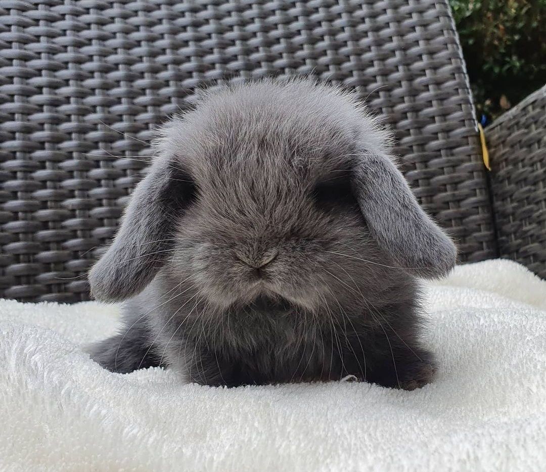 KIT Coelhos anões orelhudos, mini lop, coelhinhos super inteligentes