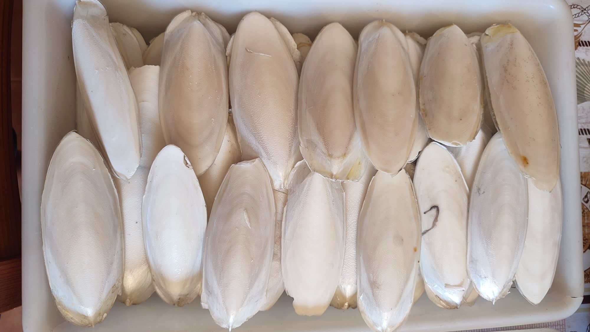 Cascas de chocos