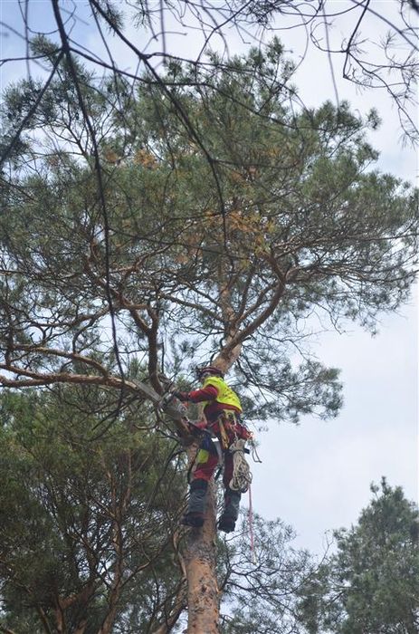 Wycinka przycinka pielęgnacja drzew karczowanie rębak