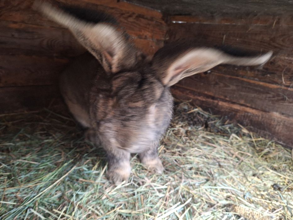 Sprzedam samca królika.