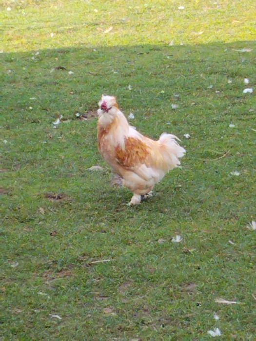 Koguty kolorowe ozdobne