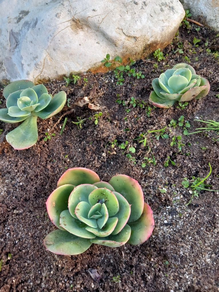 Soculentas mandala