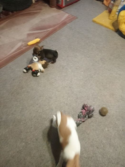 Крихітна дівчинка чихуахуа