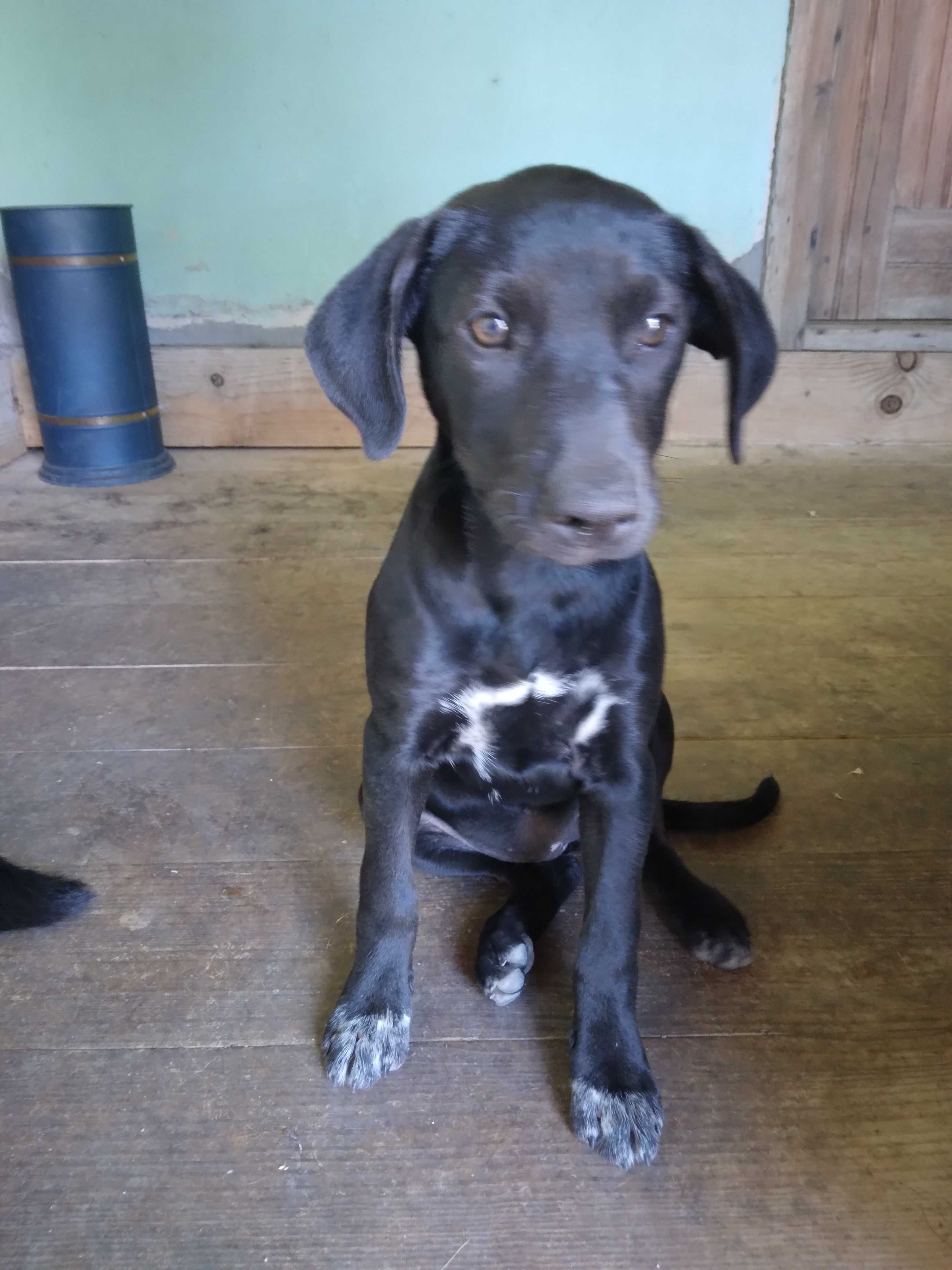 Dá-se cachorrinha com 4 meses, na zona de Friúmes, Penacova-Coimbra.