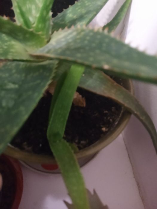 Продам Алоэ (несколько видов)