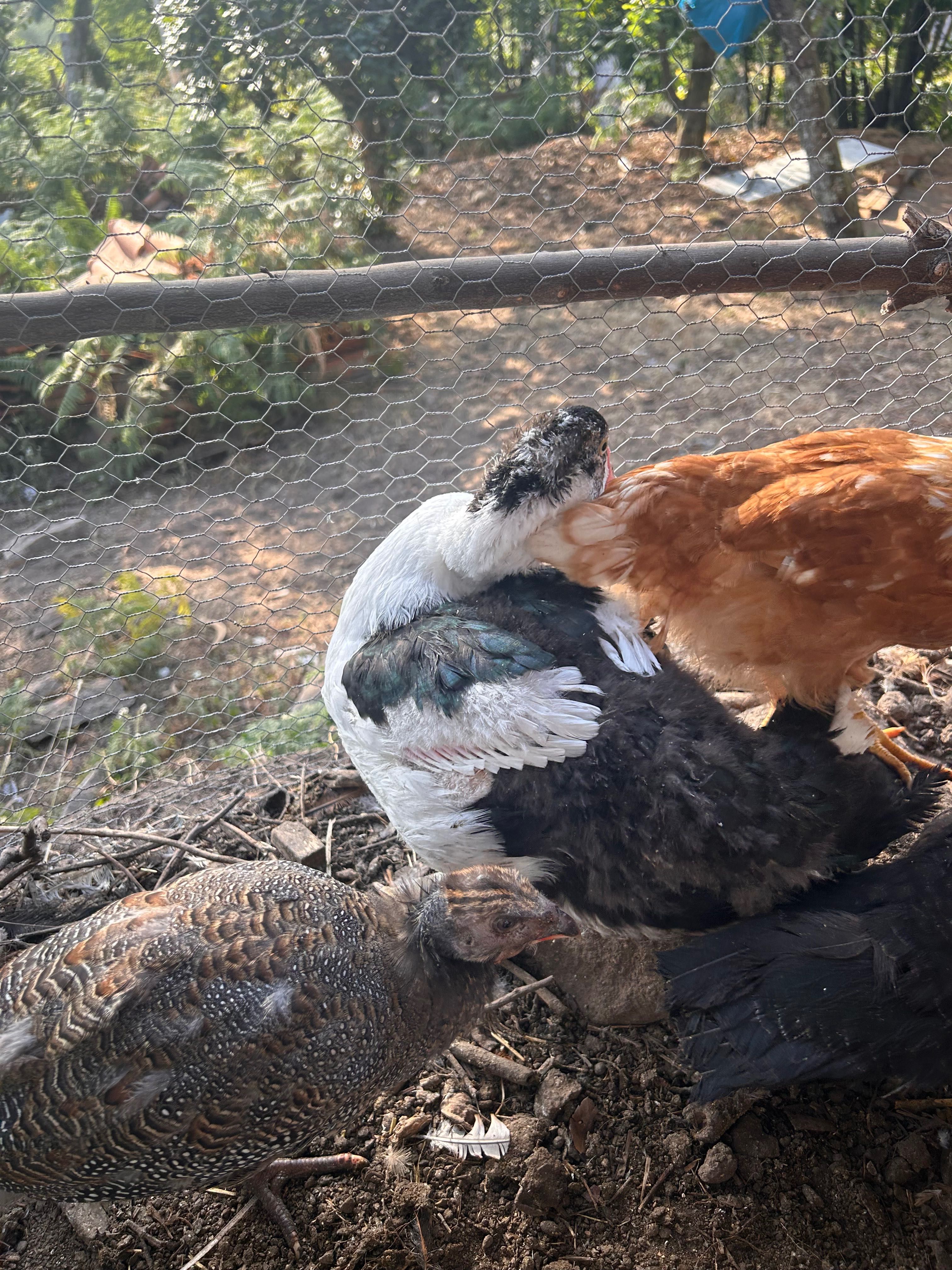 Dois patos ou patas não sei