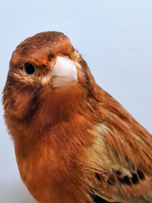 Kanarki agat czerwony