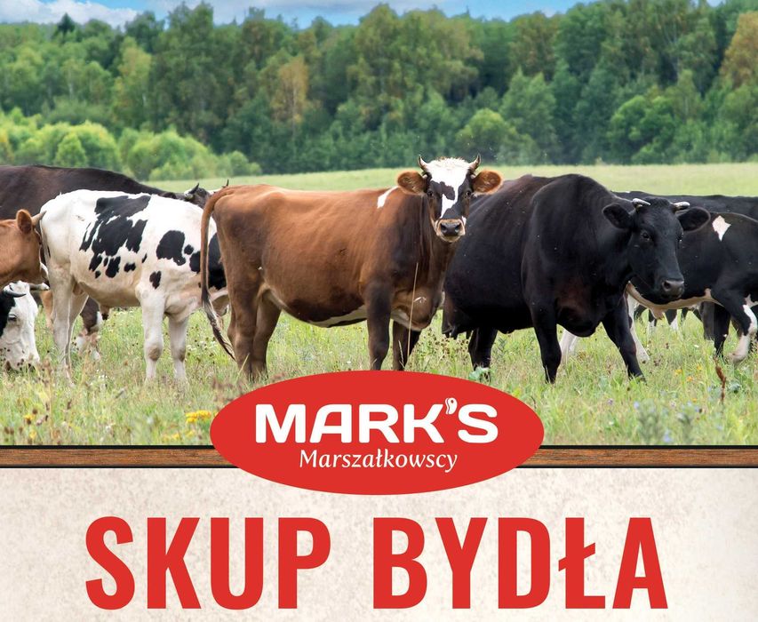 Skup bydła Suwałki, Olecko, Gołdap, Grajewo, Sejny