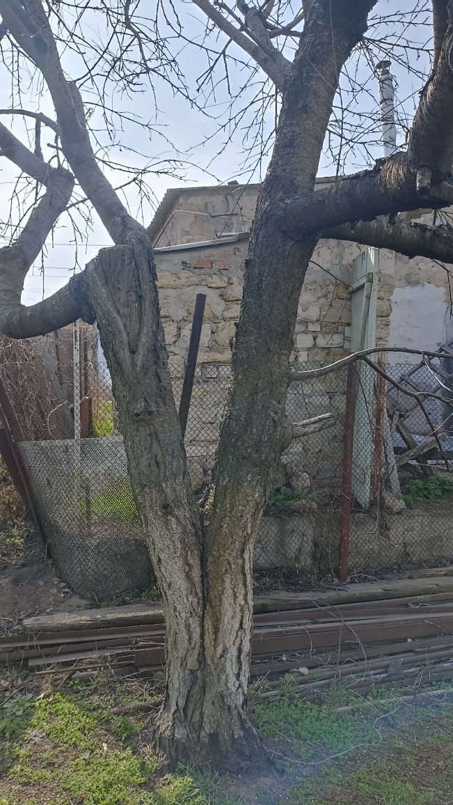 Продам дерево черешни