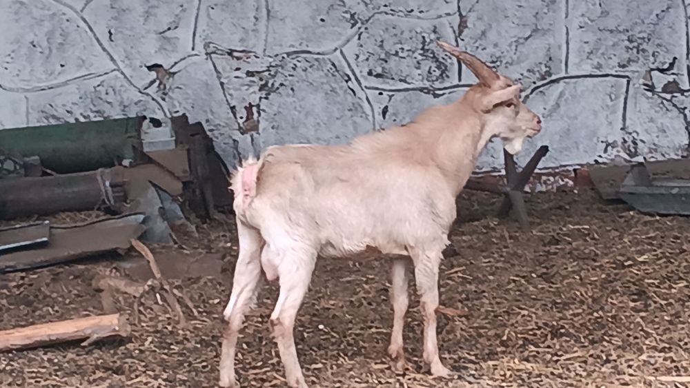 Młode  koziołki...