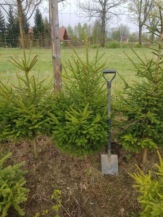 Tuja szmaragd transport sadzenie