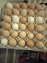 Продам домашние яйца