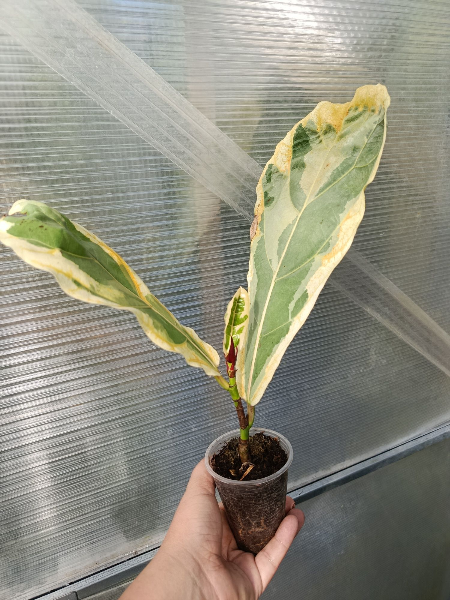 Фікус ficus lyrata variegata