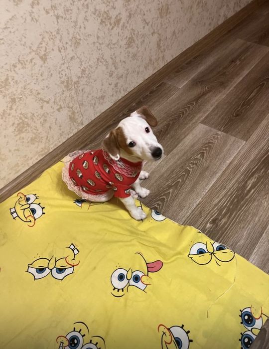 Красивая девочка джек рассел терьер ищет маму