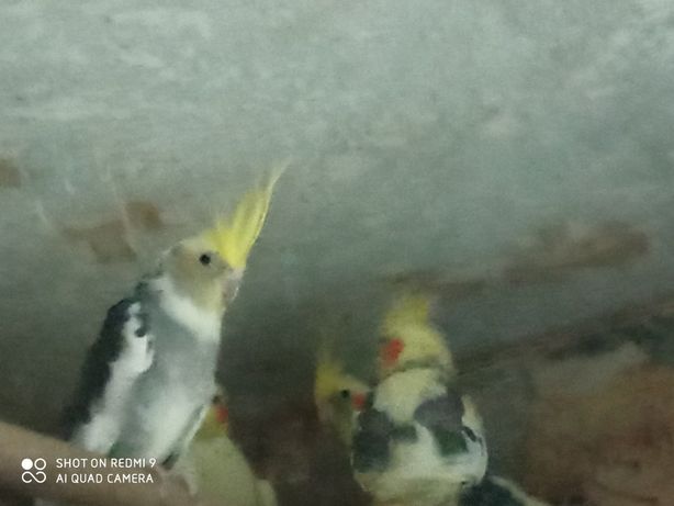 Papugi Nimfy 2 letnie czyli gotowe do lęgów