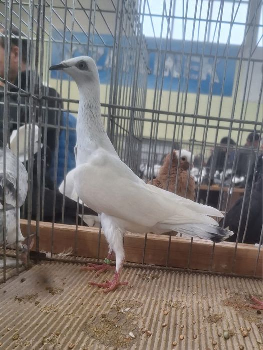 PDL srebrniak 2025, jasne, gołębie ozdobne