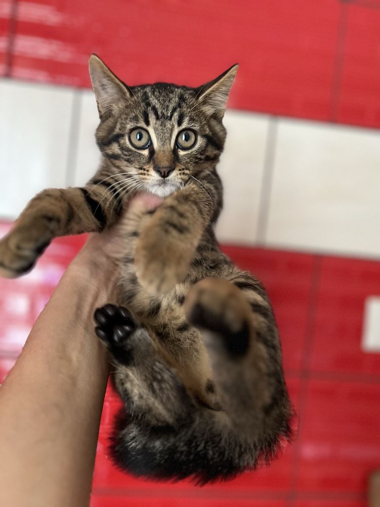 Кошеня 2,5 міс пацан