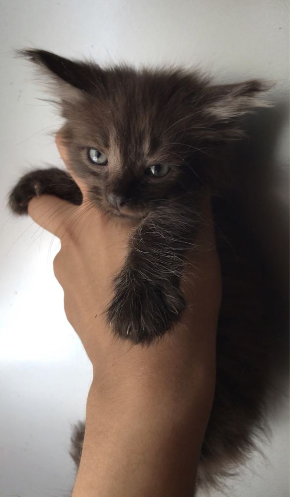 Кошенятка манюнькі