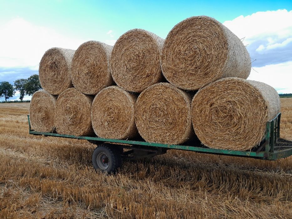 Słoma żytnia 120x130