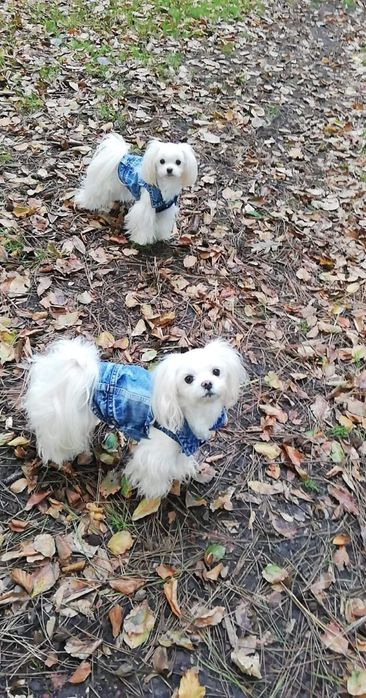 Maltańczyk  mini suczka odbiór od  05.styczen 2026