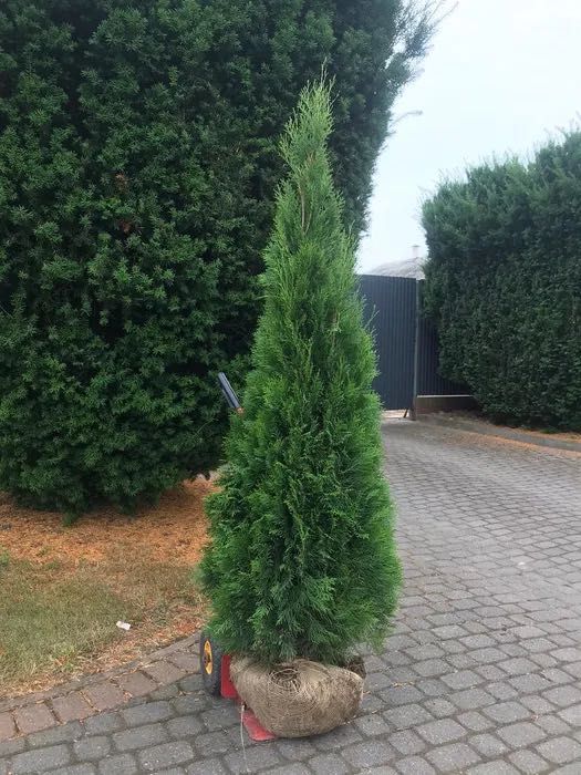 Tuja "Szmaragd" - Thuja, Żywotnik zachodni z gruntu, wys. 180-250cm