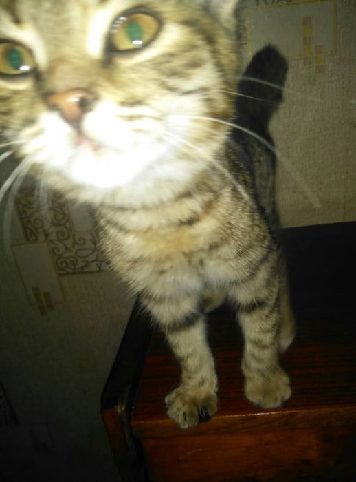 Котенок в дар в добрые руки