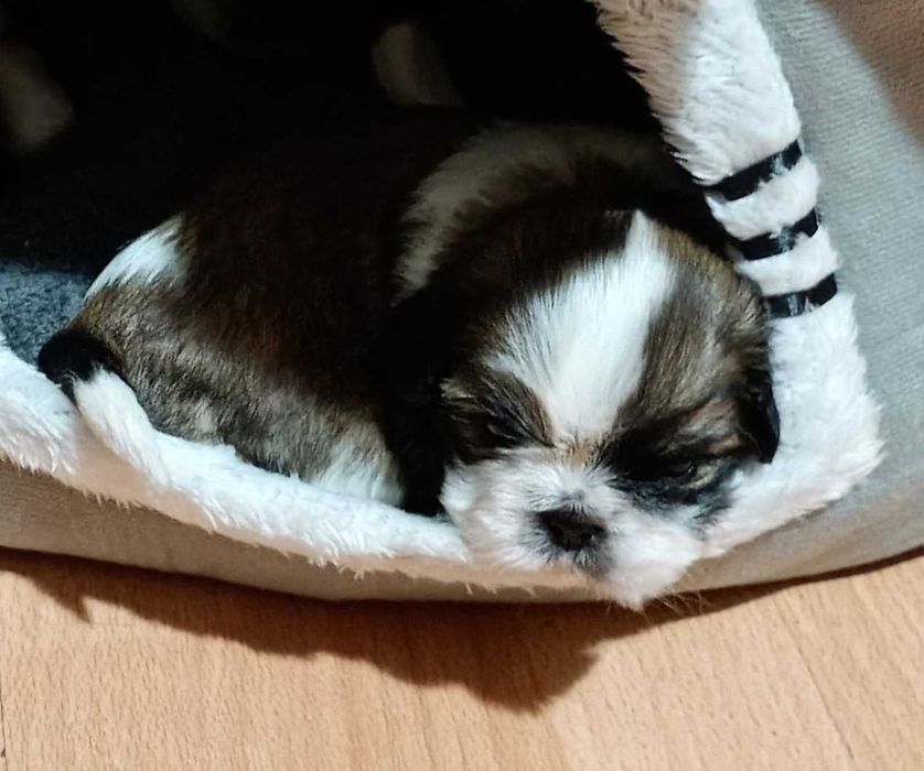 Shih Tzu uroczy piesek tricolor z trzypokoleniowym rodowodem