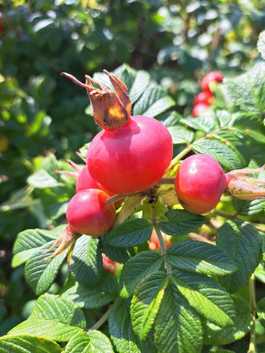 Sadzonki dzikiej róży Rugossa (jadalne owoce)