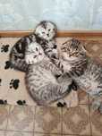 Котята шотландские вислоухие
